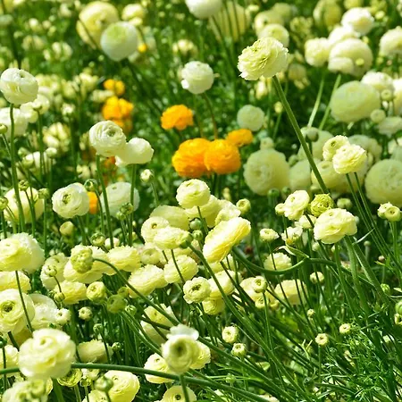 Guest house Villa Mont Des Oliviers Citra-8055Lt-1805 E 1807 3*