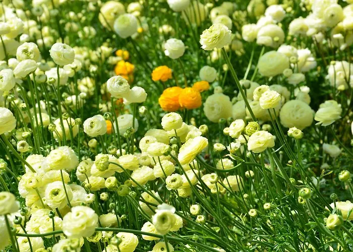 Guest house Villa Mont Des Oliviers Citra-8055Lt-1805 E 1807 3*